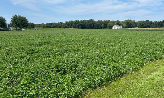 A wide view of a lush, dense field of red clover, evenly covering the ground with a house and tree line in the background.